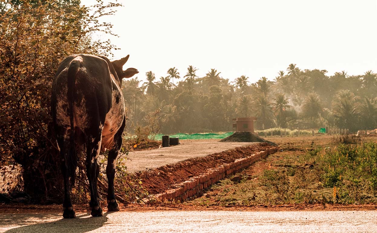 Cow in Goa, India