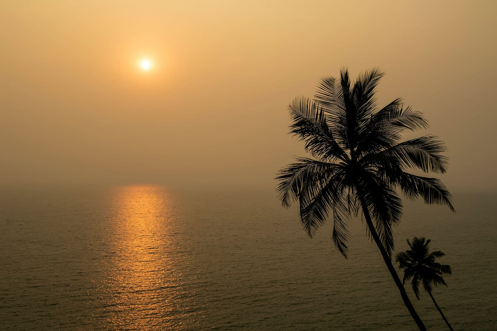 Palm tree overlooking sunset